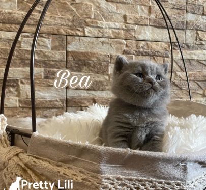 70D861D2-E414-451B-B7F8-42F9CF73822D