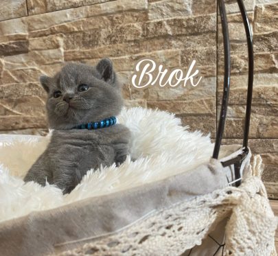 A59C0CF8-9D00-48F9-A428-2D97BF155552