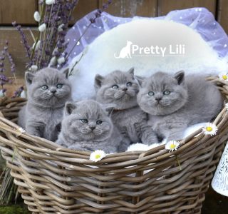 Untitled26_20240401172948